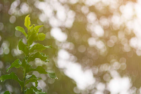 Rainy day background with water drop on green leave.の写真素材