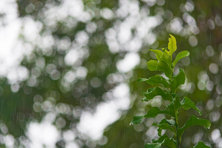 Rainy day background with water drop on green leave.