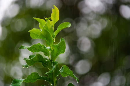 Rainy day background with water drop on green leave.の写真素材