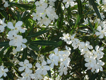 Close up of white flowers