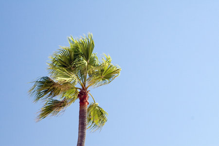 Palm tree against a blue sky
