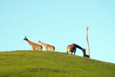 Group of Giraffes on the horizonの写真素材