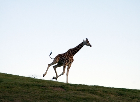 Giraffe running along the horizonの写真素材