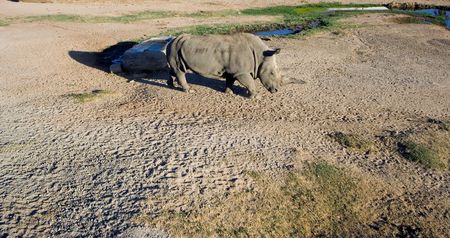 White (square-lipped) rhinoceros, South Africaの写真素材