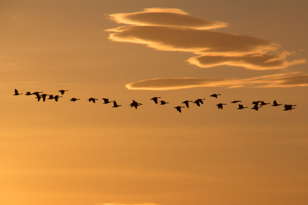 Flock of geese heading South in early evening.の写真素材