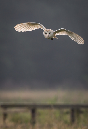 Barn owl hunting early morning over wild meadows with light through wing feathers Tyto albaの写真素材