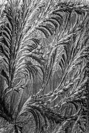 Jack frost etching beautiful pattern, converted to look like a pencil drawing with swirling patterns made by nature.の写真素材