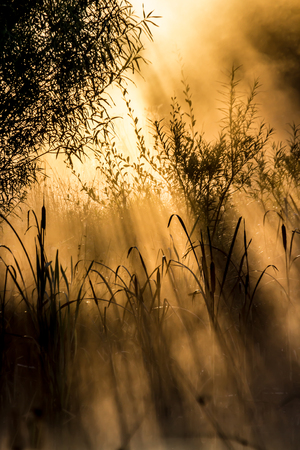Golden sun rays through bushes on a  misty morning.の写真素材
