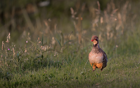 Red legged partridge walking through a wild flower meadowの写真素材
