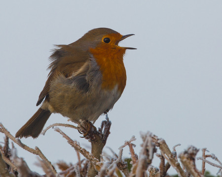 Robin singing on a frosty day. Erithacus rubeculaの写真素材