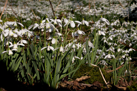 Carpet of Common snowdrops Galanthus nivalis  on the edge of the woodの写真素材