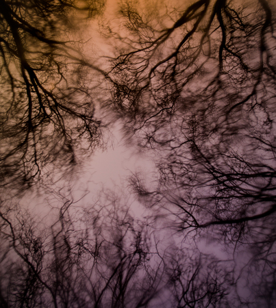 Looking through wet glass at the tree tops at dusk on a rainy day with the strange colors of a winter eveningの写真素材