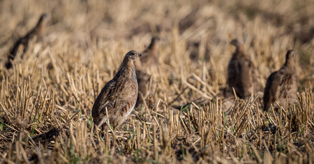 Flock of wild game birds, juvenile grey partridge.Perdix perdixの写真素材