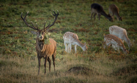 Large Red Deer Stag, with mixed herd and bracken fern on large antlersの写真素材