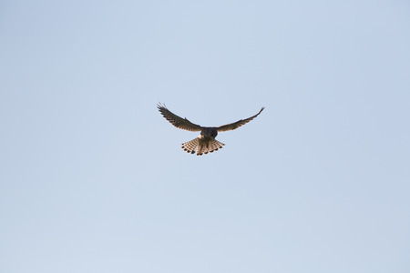 Common Kestrel, Falco tinnunculus, Hovering as it searches for its preyの写真素材