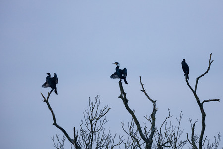 Three cormorants Phalacrocorax carbo sit on a dead tree branch.Drying out and enjoying the morning sun.の写真素材