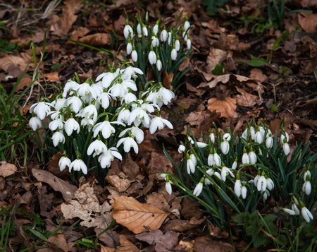 Common snowdrops Galanthus nivalis growing through golden leavesの写真素材