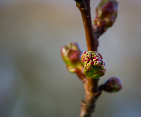 Winter flowering currant bush (Ribes sanguineum) with new growth breaking throughの写真素材