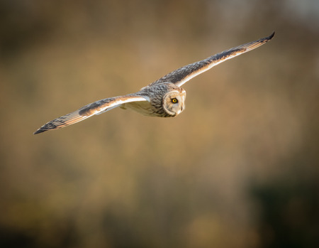 Wild Short eared owl in flight with straight wings (Asio flammeus)の写真素材