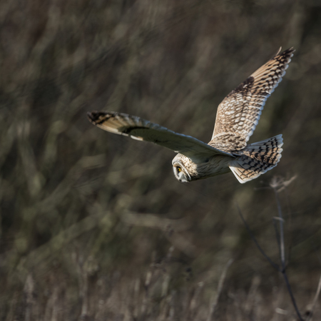 Wild Short eared owl stops in flight and looks for its prey (Asio flammeus)の写真素材