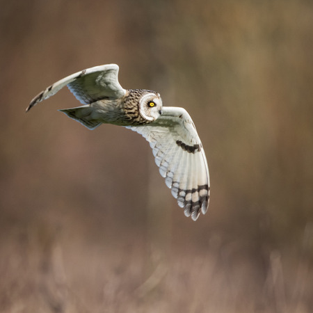 Wild Short eared owl in flight looking forward, wings down(Asio flammeus)の写真素材