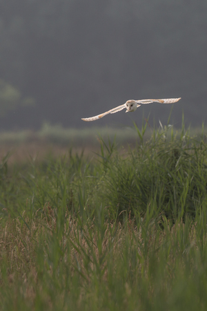 Barn owl hunting early morning over wild meadows and long grass with light through wing feathers (Tyto alba)の写真素材