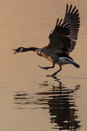 Canada Goose (Branta canadensis) walking on water, squawking and with wings stretched, in the glow of the sunの写真素材