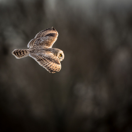 Wild Short eared owl in flight showing the feathers and structure of its wings (Asio flammeus)の写真素材