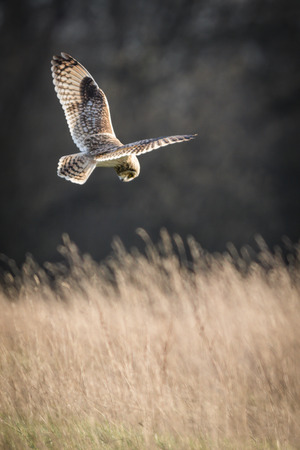 Wild Short eared owl stops in flight and prepares to dive on prey (Asio flammeus)の写真素材