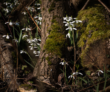 Common snowdrops (Galanthus nivalis) growing through moss covered logsの写真素材