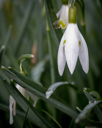 Single common snowdrop (Galanthus nivalis) with rain drops on leavesの写真素材