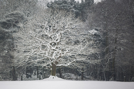 Large oak tree in winter, covered in snow in a field in front of a forest.の写真素材