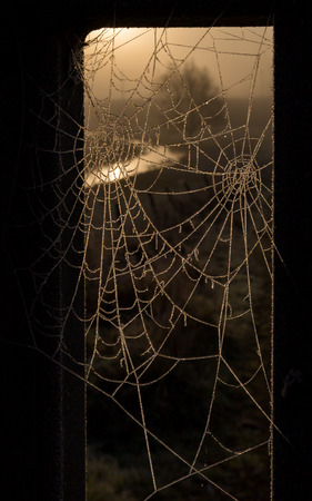 Frost melting on two cobwebs, reflecting the warm glowing colors of the sunrise, with natural border through a windowの写真素材