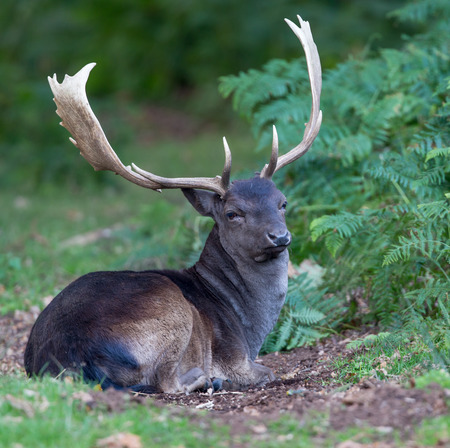 Melanistic black fallow deer buck seated,relaxing in the fern and bracken at the edge of the woodの写真素材