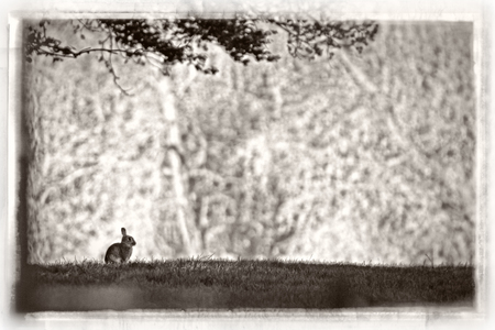 Watership Down inspired artwork, rabbit/hare sitting with a low sun contemplating.の写真素材