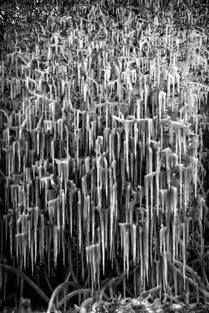 Natural icicle tree caused by flood water being splashed by passing cars creating an unusual natural spectacleの写真素材