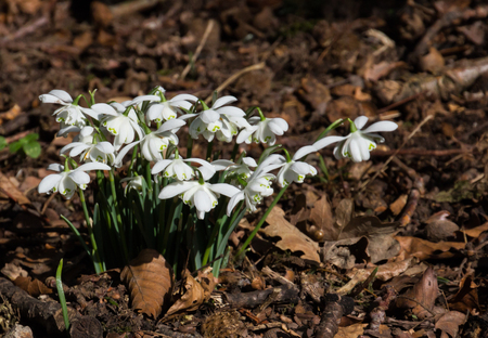Small group of common snowdrops (Galanthus nivalis) growing through golden leavesの写真素材
