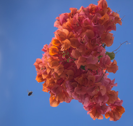brightly coloured orange Bougainvillea flowers with bee approachingの写真素材