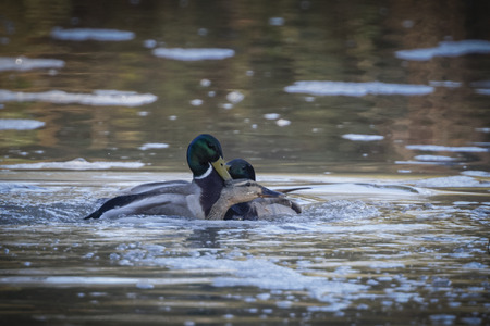 two male ducks fighting and trying to mate with drowning female 4の写真素材