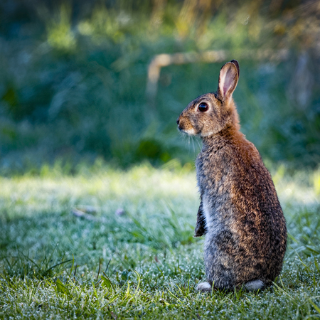 1 Wild common rabbit (Oryctolagus cuniculus) sitting on hind in a meadow on a frosty morning surrounded by grass and dewの写真素材