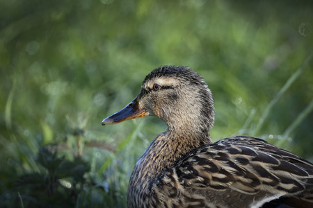 Detail of female mallard duck preening on bank 4の写真素材