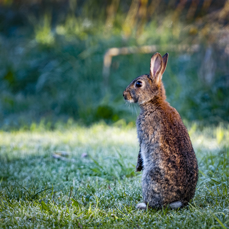 2 Wild common rabbit (Oryctolagus cuniculus) sitting on hind in a meadow on a frosty morning surrounded by grass and dewの写真素材