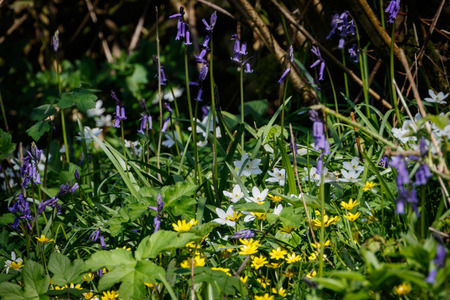 Mixed wild flowers covering the woodland floorの写真素材