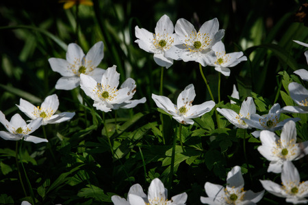 wood anemone in the wildの写真素材