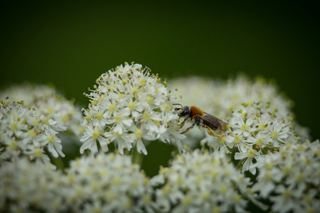 Early Mining Bee (Andrena haemorrhoa) collecting pollen on Yarrow wildflower 2の写真素材