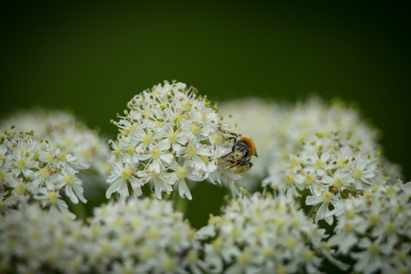Early Mining Bee (Andrena haemorrhoa) collecting pollen on Yarrow wildflower 1の写真素材