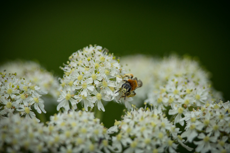 Early Mining Bee (Andrena haemorrhoa) collecting pollen on Yarrow wildflower 4の写真素材