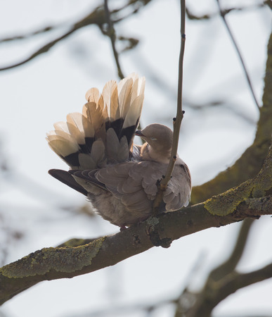 Collared Dove (Streptopelia decaocto) preening in the sunの写真素材