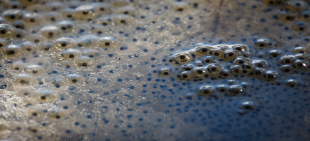 Frog spawn close up in water with bubblesの写真素材