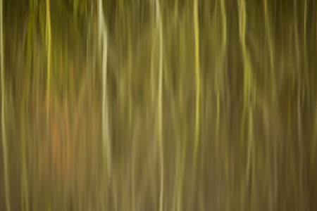 abstract reflection of reed beds and trees in still waterの写真素材